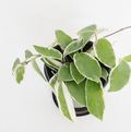Carnosa Variegated